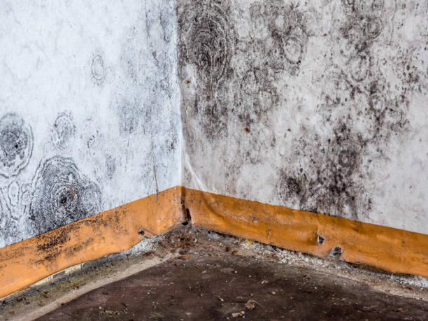 Best Carpet water damage restoration  in Pemberville, OH
